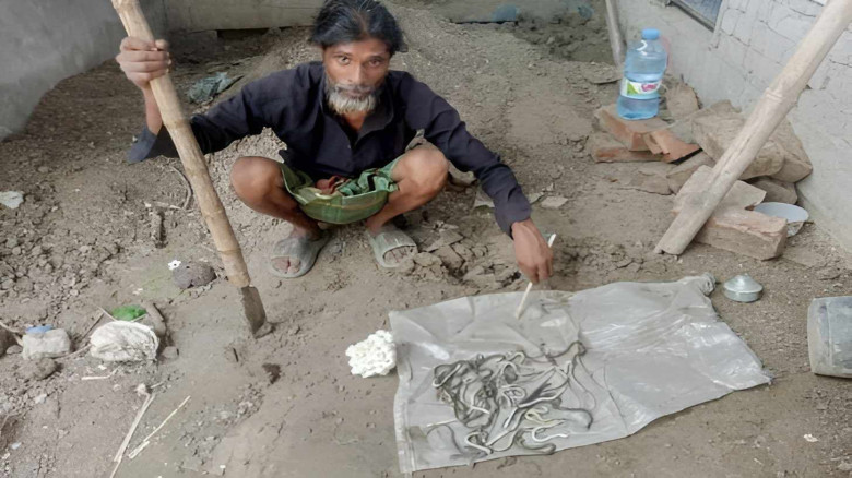 সদর উপজেলার বসত ঘরে দুইশত বাচ্চাসহ বিষধর সাপের ডিম